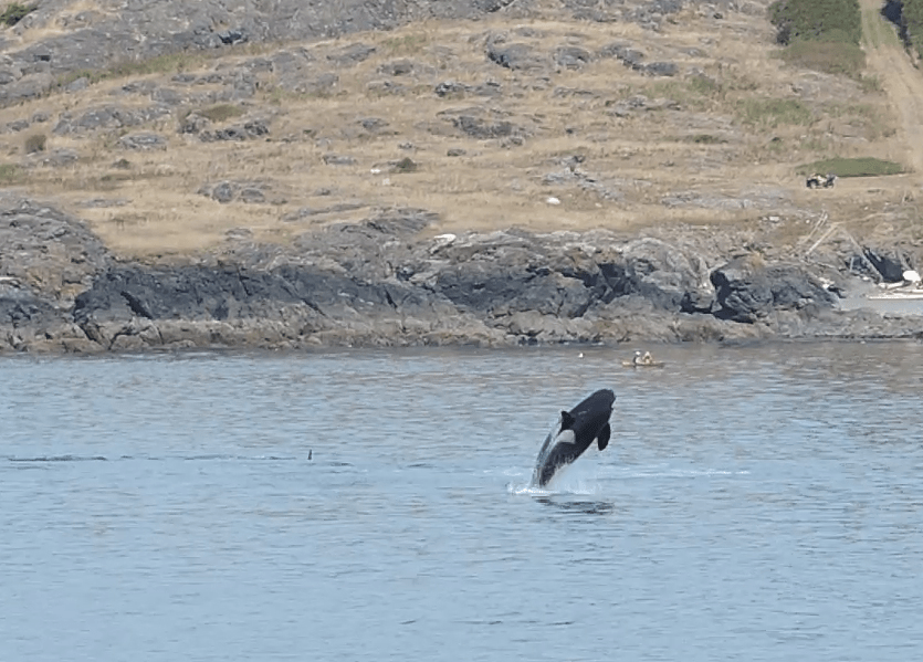 Whale